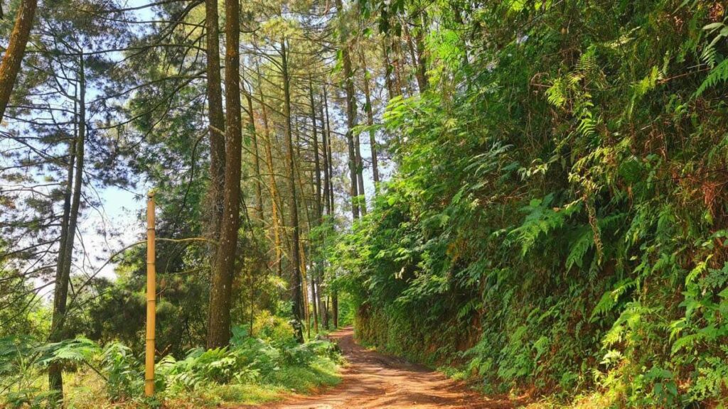 Jalan Menuju Damar Langit