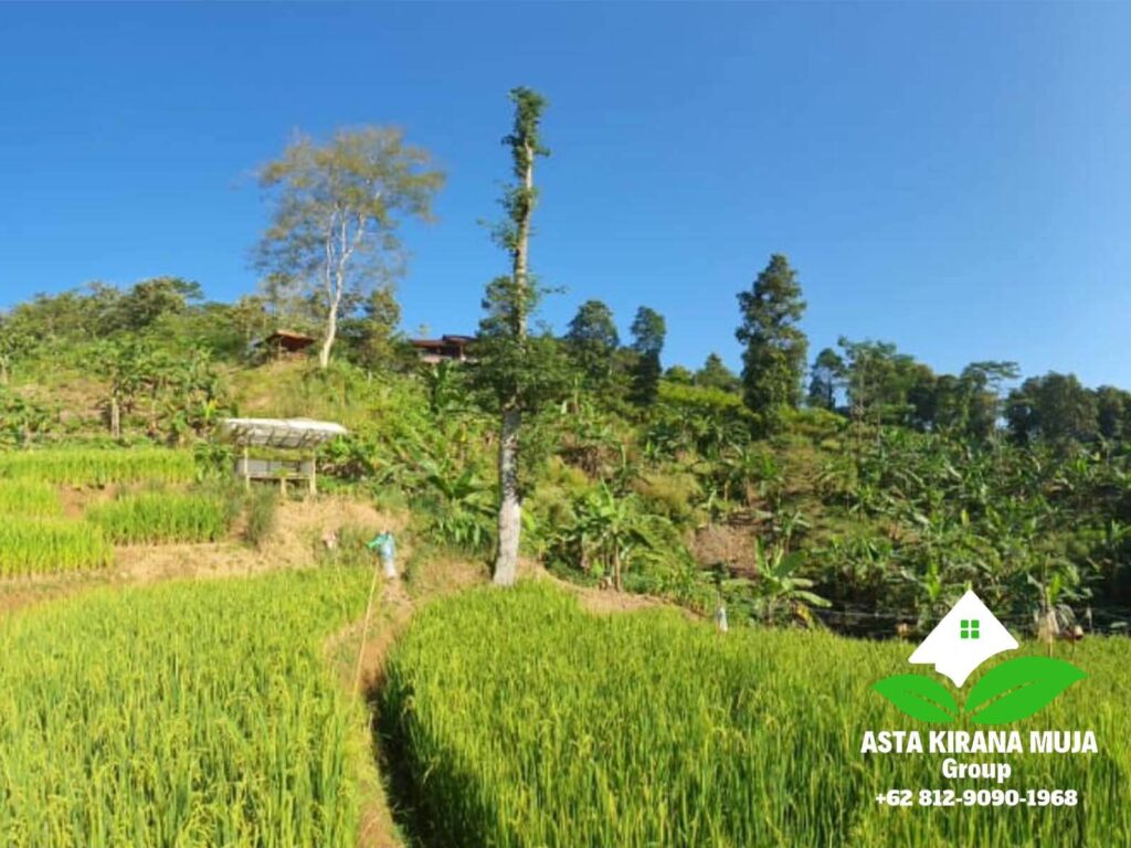 Pesawahan di sekitar Villa Muja